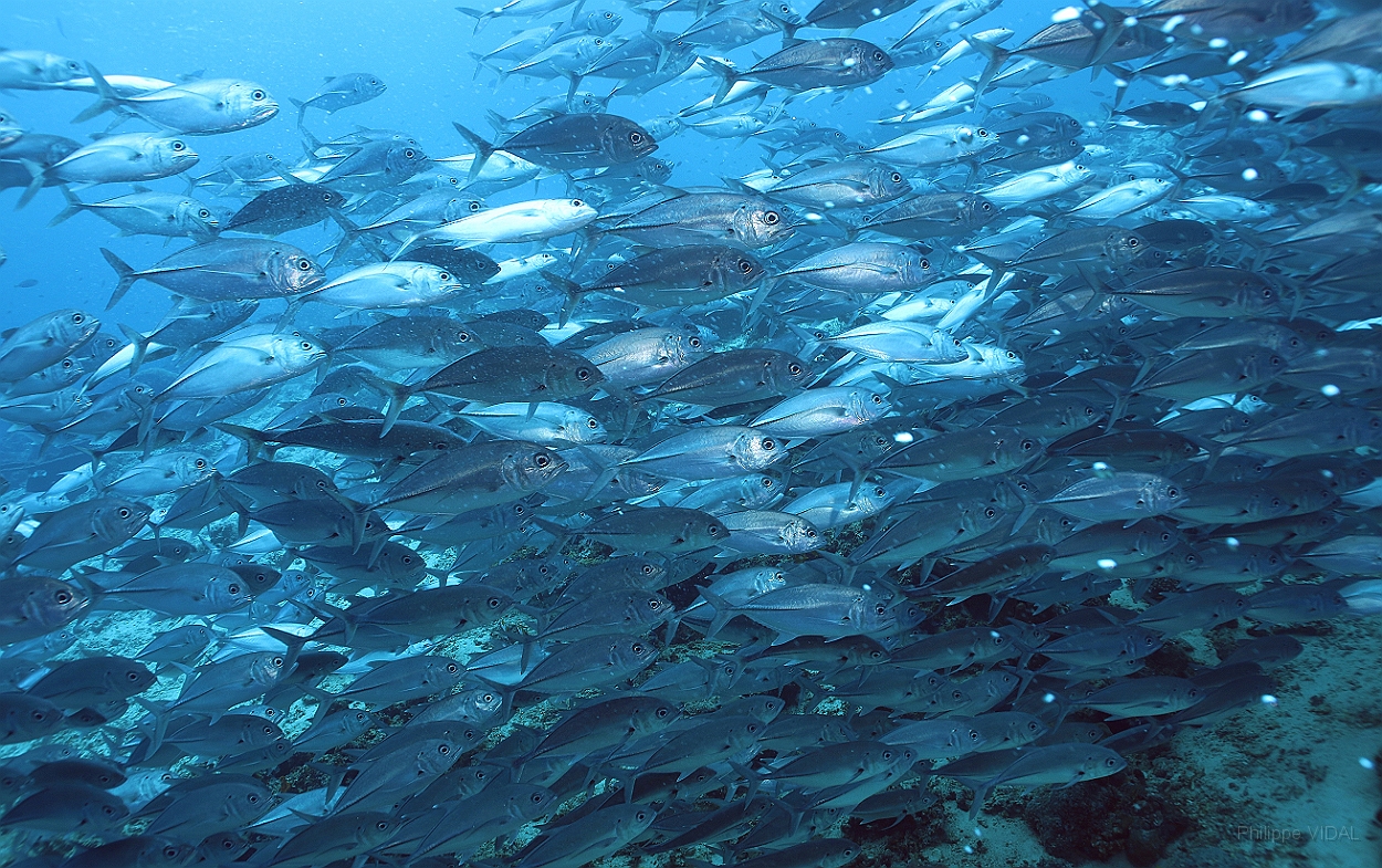 Sipadan_2015_Carangues Voraces_Caranx sexfasciatus_IMG_2252_rc.jpg